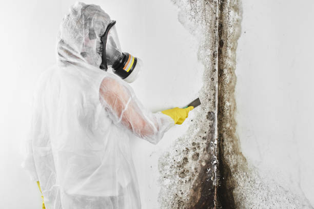 Best Post-Flood Mold Remediation in Mendota Heights, MN