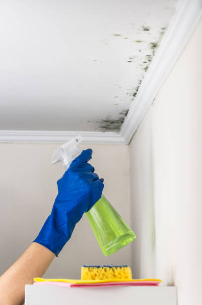 Best Black Mold Remediation in Mendota Heights, MN
